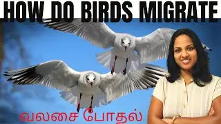 How do birds migrate explained in tamil I birds migrate I வலசை போதல்I birds migration from countries
