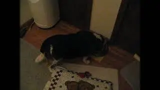 HOH Beagle Misty Haze Months After Abscess Eating Her Easter Turkey While Hound Daze Haze Wont Eat.