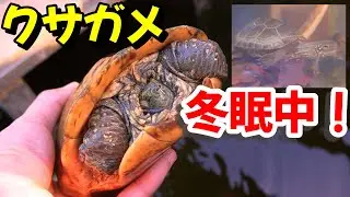 クサガメの冬眠の様子