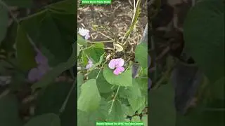 Lablab purpureus - Papilionaceae Family - Wallachya Shenga - Awara Shenga Plant - Papilionaceae