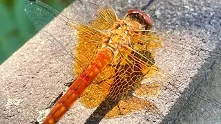 South Korea’s Awesome Dragonflies