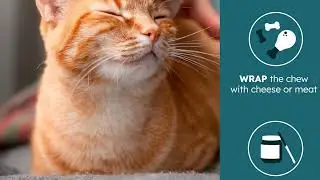 🐱 Boost Your Cat&rsquo;s Immunity! PetHeal Immune Plus Chews &mdash; With Turkey Tail, Reishi & Milk Thistle 🐶