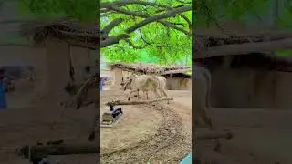 Punjabi Culture Old Chaff Cutter Machine on With Bull powered #shortsviral #gear_trend #shortsfeed