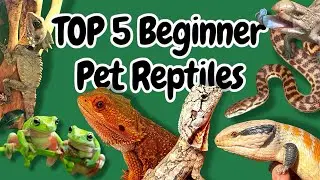 My TOP 5 Beginner Reptiles!