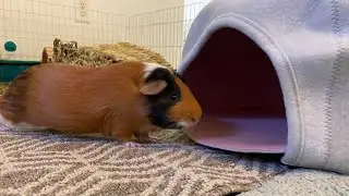 Lulu got a new house!! Wheeking👀 |GUINEA PIG|#small#animal