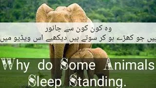 Why do some animals sleep standing. Very interesting Biology Video.