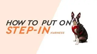 How to wear Gooby Step In Harness