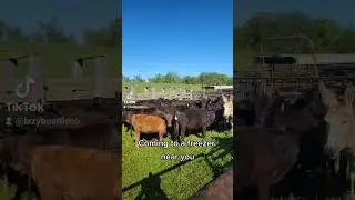 locally raised beef, mostly #cattle #cow #ranching #calf #bull #animal #babycow #beef #cowvideos