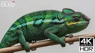 Nature Relax 4K Ultra HD Nature and Wildlife Videos with Calming Music for Sleep and Stress Relief