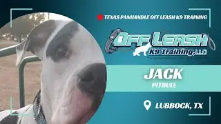 Jack the 1-Year-Old Pitbull Terrier (Best Dog Trainers in Lubbock)