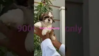 shihztu puppies for sale|9700708058