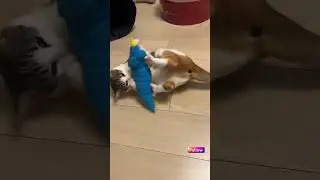 🐠😂 
