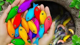 Catching Aquarium Fish in a Small Pond | Koi, Ranchu, Nemo Fish