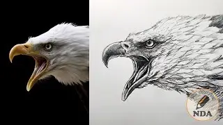 HOW TO DRAW A EAGLE - ART DRAWING NDA