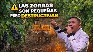 CUIDATE DE LAS PEQUE&Ntilde;AS ZORRAS - PASTOR DIEGO ORTIZ