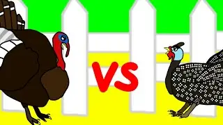 Turkey vs Guinea fowl 