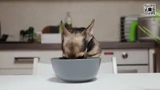 Mom is serving me food now! I am always hungry and I will eat nonstop!