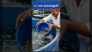 How to Start RAS Farming? | Step-by-Step Guide for Beginners | Fishery News Telugu