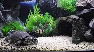 【ミシシッピニオイガメ】エサを食べるカメとおこぼれを狙う魚たち TRTOL AQUARIUM