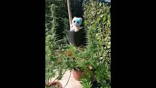 #cannabis #colombia Gold #beautiful #outdoor #cultivoorganico
