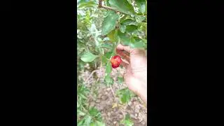 Asian Cherry Fruit #rain #relax #music #rainsounds #fruit