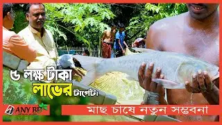 মাছ চাষে নতুন সম্ভবনা ২ মাসে ৮০০ গ্রাম বৃদ্ধি।  পুরাতন চাষী