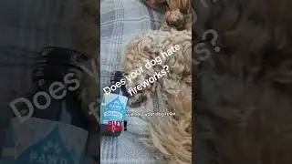 Pawd's calming solution for dogs  #pawd #dogsfireworksandanxiety