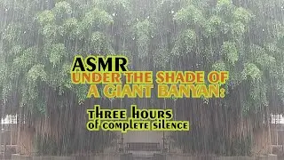 Under the shadow of the giant : Three hours of heavy rain asmr in the old park