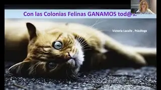 Colonias Felinas por Victoria Lacalle