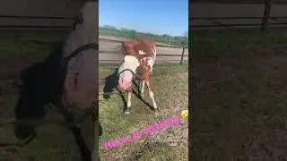 Happy Horse is shaking 🐴 Beautiful Horse 🫨 Overo Paint Horse 🐴