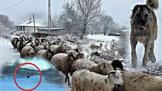 KURTLAR ZAYIF DOMUZUN PEŞİNDE~KAR BİRANDA YAĞDI ZORLU HAYAT BAŞLADI