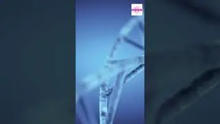 Banana's Genetic Connection with Humans