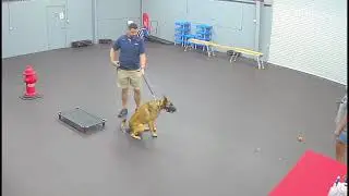 Max - Reactive Belgian Malinois Sit Means Sit Tampa