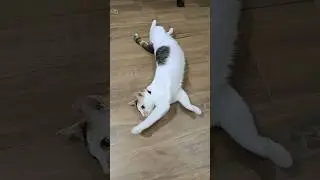 big stretch to loafmode #cat #cute #pets #loafcat