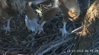 WB Sea Eagle Cam: 2025.11.13 Learning how to use talons and beaks.