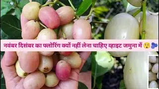 Unique food plant white jamun || नवंबर दिसंबर का फ्लोरिंग क्यों नहीं लेना चाहिए व्हाइट जमुना में 😲🫐 