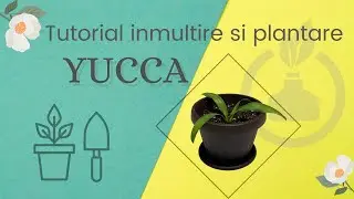 Tutorial inmultire si plantare Yucca | Comunitatea Botanistii