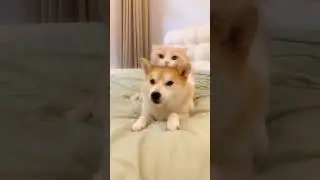 True Friendship Goals! 🐶🐱❤️ #shortvideo #funny #animals #catshorts #lucupets