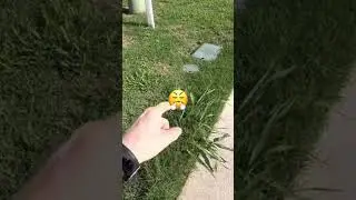 Identifying Invasive Weeds in Texas Lawn