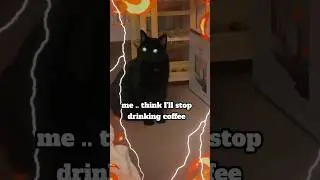 Stop coffee eat chicken 😻 #shortsfeed #cat #viral #shorts