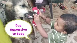 baby see the dog aggressive| #dog #pets #doglover #chippiparai #nativedogs #dogs #dogfunny #danger