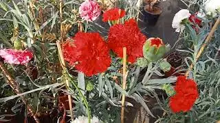 💚💐claveles #flrodeprimavera💐💚 Clavelon consejos