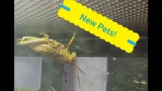 My New Pet Lubber Grasshoppers!