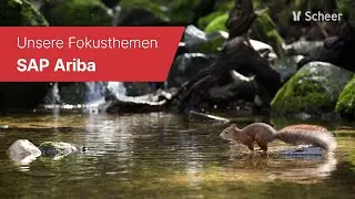 Scheer Fr&uuml;hjahrsputz &ndash; Unser Fokusthema SAP Ariba