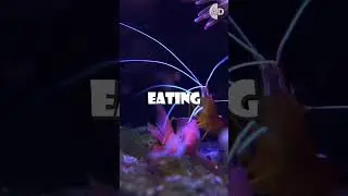 Unusual Allies in the Ocean's Cleaning Stations