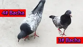 Baby Pigeon Training Outside Loft || High Flyer Pigeons