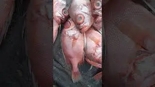 RED BIG EYE FISH