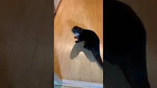 Otter Chura~I can easily open the door 😁🦦🥰|SmartOtter  #shorts  #ytshorts  #viralshorts  #cuteotter