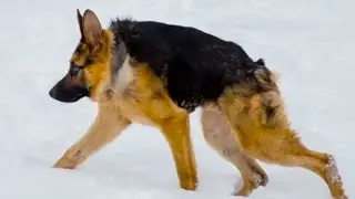 ШОК | Короткий позвоночник | Dog - short spine syndrome