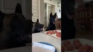 Dog Spaghetti And Meatballs #dog #belgianmalinois #dogfood